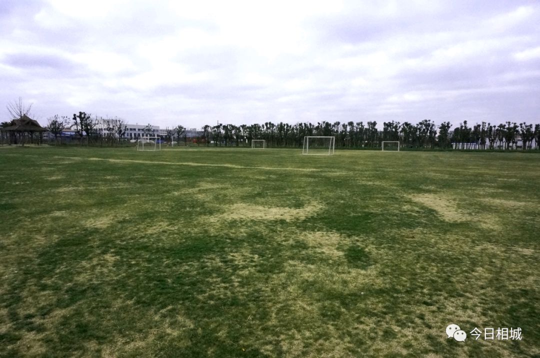 世界杯踢球场地是不是草坪,世界杯足球场有没有篮球场大