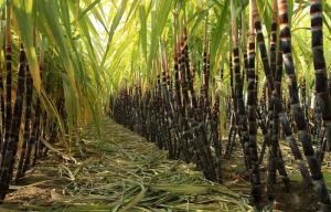 甘蔗番薯茶,甘蔗南沙果蔗