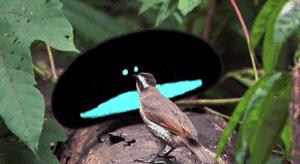 探索自然的纪录片推荐,七部神级自然纪录片你看过几部