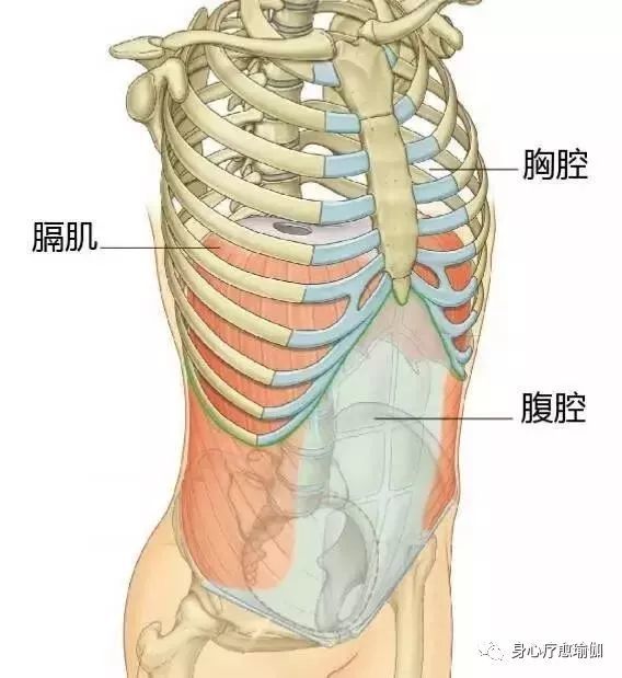 脚趾为什么用不上力,大脚趾用不上力怎么回事