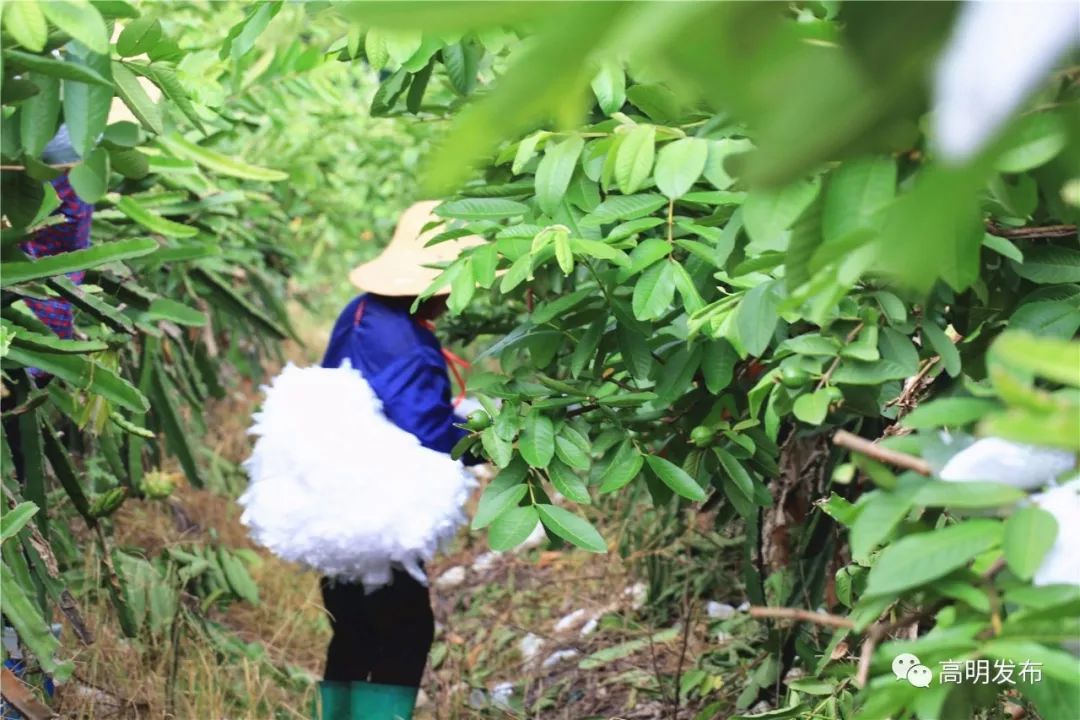 西瓜芒果凤梨百香果,凤梨芒果火龙果西瓜