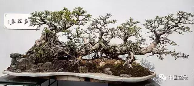 盆景欣赏一枝一叶,一组双杆盆景作品欣赏