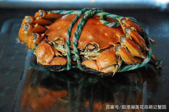 阳澄湖大闸蟹怎么能买上正宗的,去阳澄湖吃大闸蟹实用攻略信息