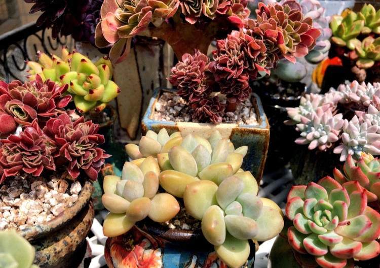 多肉长根瘤怎么处理,多肉植物根瘤病