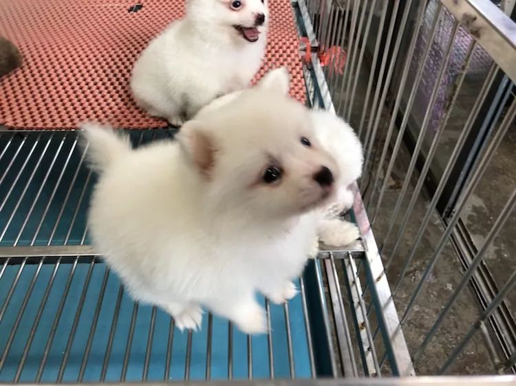 苏州皮市街花鸟市场要拆吗,苏州皮市街花鸟市场搬到哪里