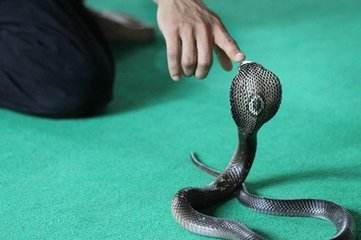 梦境解析：梦见被蛇咬有什么暗示？