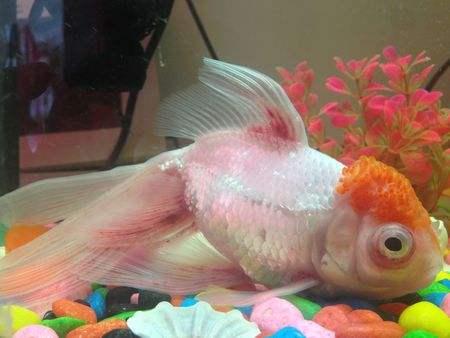 家养金鱼得病喂什么药,鱼缸养鱼鱼病症状