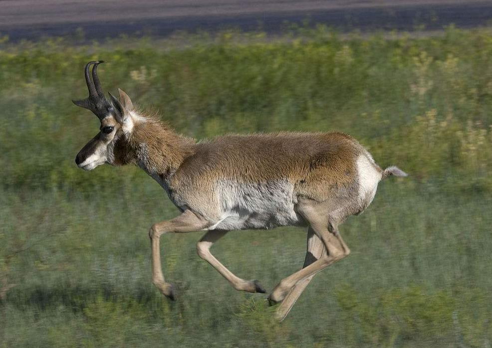 灭梅西威风的姆巴佩跑得贼快，那跑得快的生灵你知多少