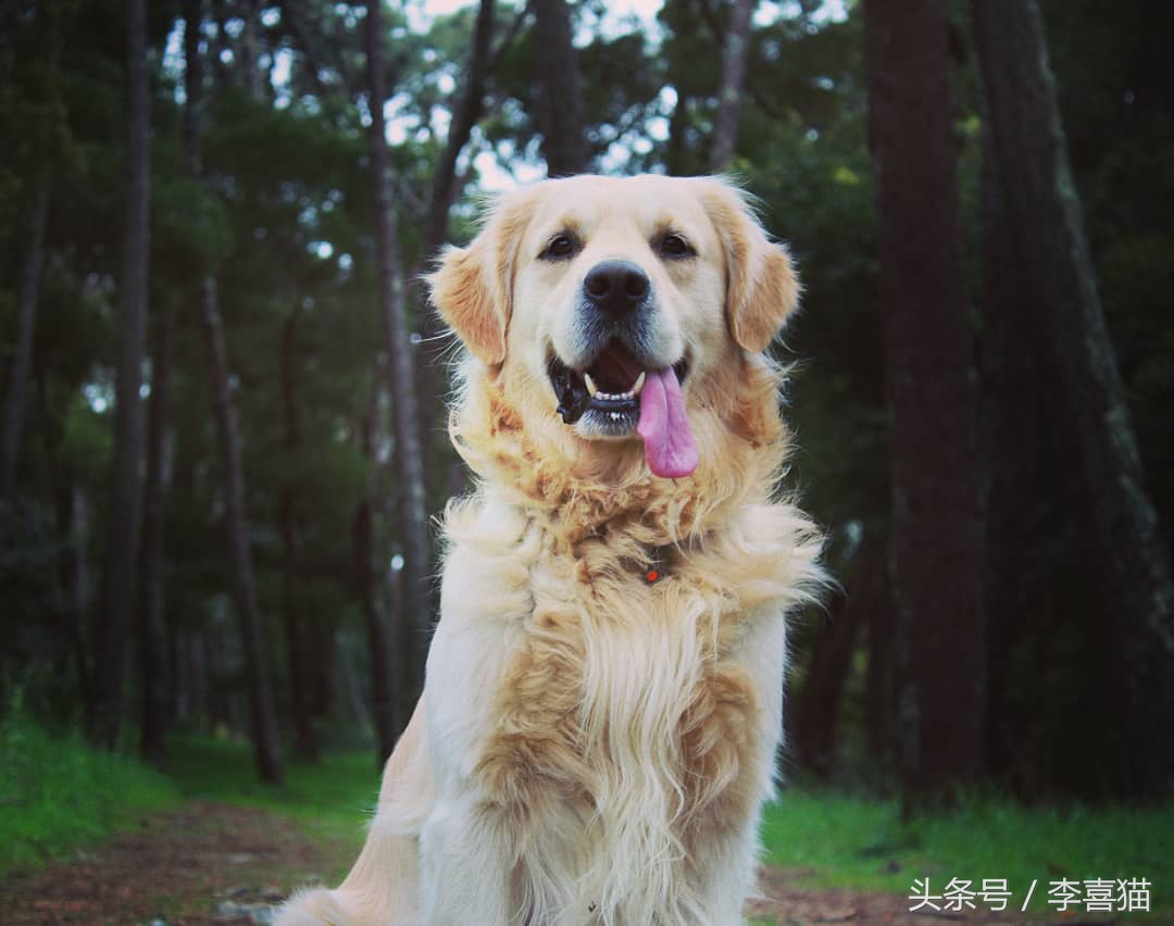 训练狗狗的正确方法和技巧,训练狗狗听话的12条标准赶快收藏