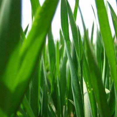 大麦青汁的营养成分,大麦若叶青汁营养成分统计表