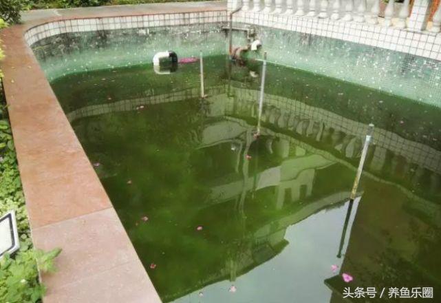 锦鲤池养鱼过滤系统,锦鲤池有了净化池还要增氧