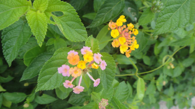 sanya天之涯，海之角我们来了