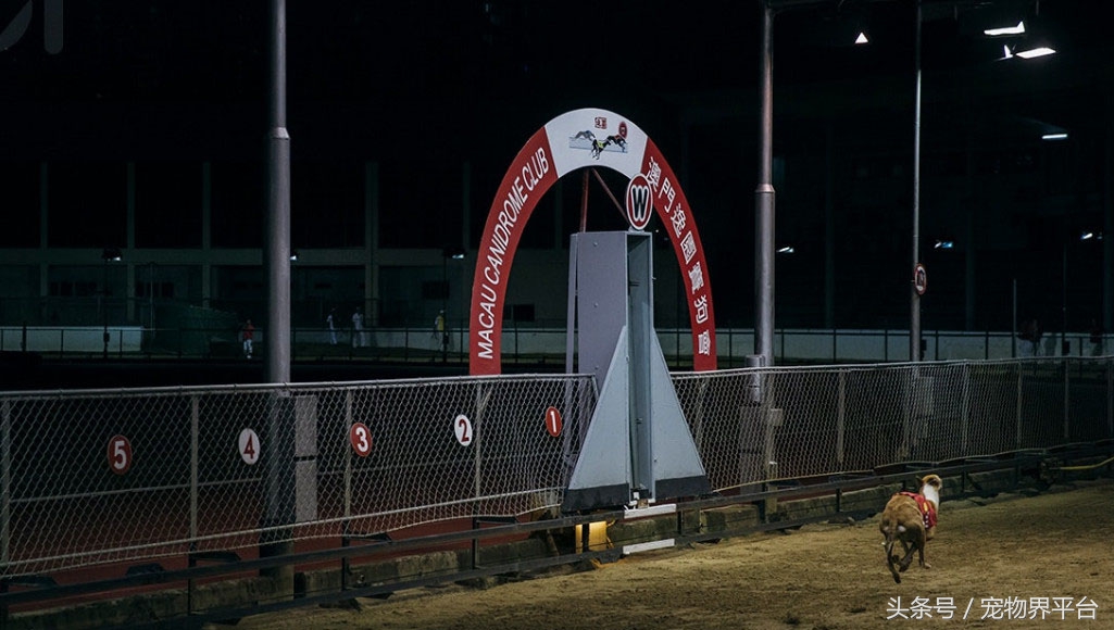 澳门赛狗比赛,澳门赛狗