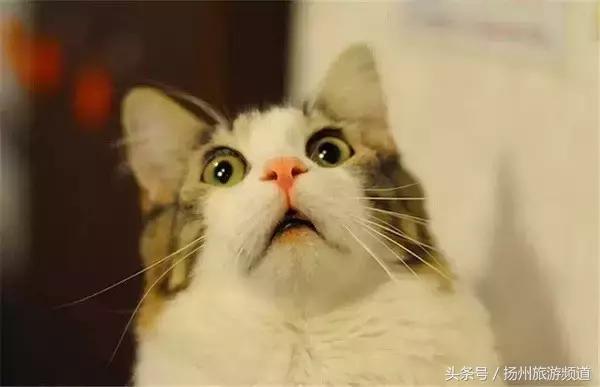 扬州市小升初的流程 (扬州小升初报名时间过了怎么办)