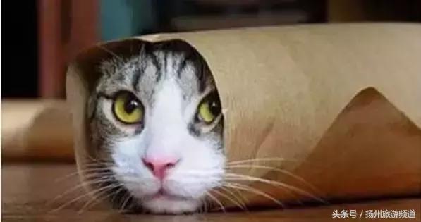 扬州市小升初的流程 (扬州小升初报名时间过了怎么办)