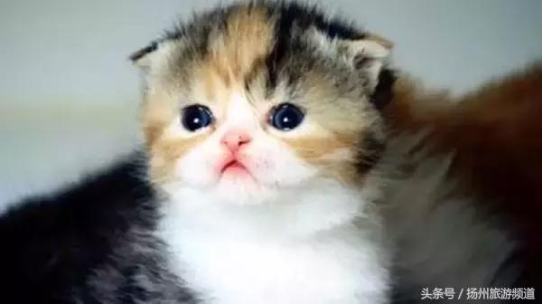 扬州市小升初的流程 (扬州小升初报名时间过了怎么办)