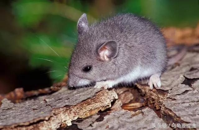 七月份生肖鼠的总体运势,7月属鼠的人的运势如何