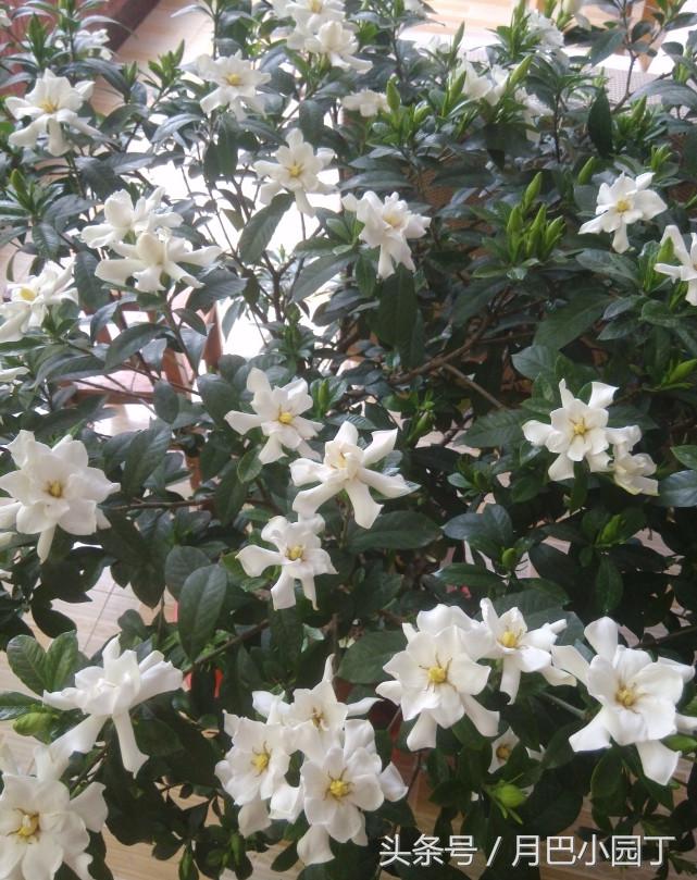 栀子花怎么养黄叶不开花,栀子花水养怎么不黄叶