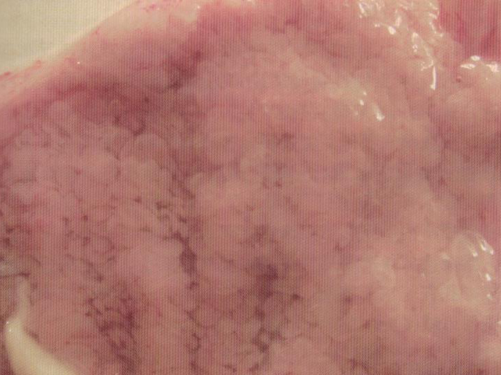 鹌鹑禽流感解剖图,鸡患禽流感症状及图片