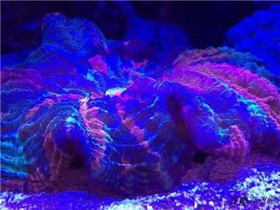 海缸降亚硝酸盐最快方法,硝酸盐中毒急救