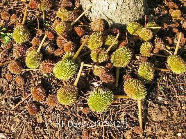 榴莲生长全过程,榴莲的生长全过程见证