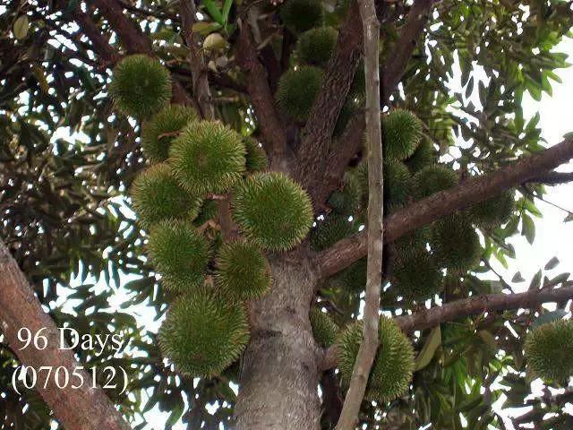 榴莲生长全过程,榴莲的生长全过程见证