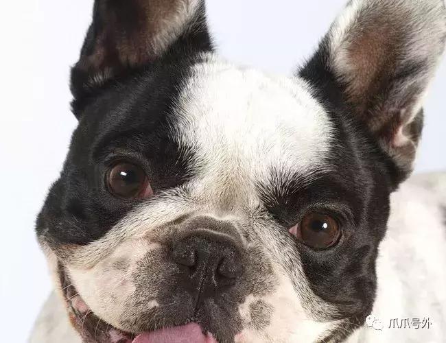 狗狗中暑怎么看,狗狗中暑宠物医院怎么处理