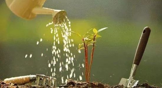 过滤器过滤自来水浇花,简单又实用的自动滴水浇花器