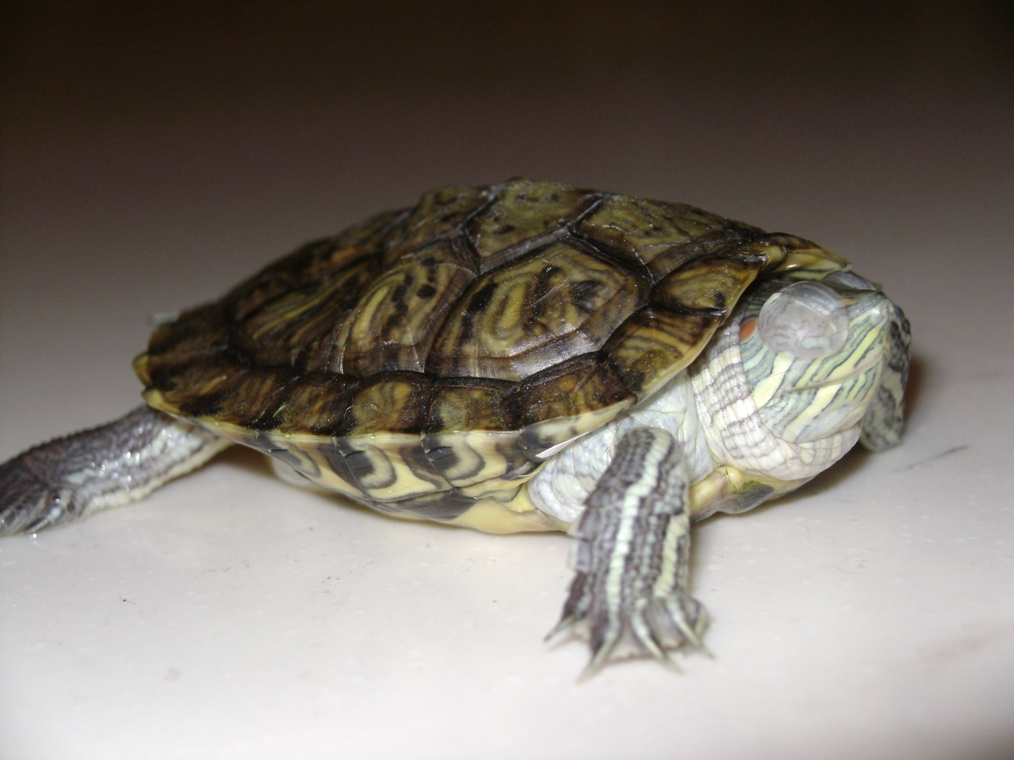 乌龟腐皮疥疮灵怎样用,乌龟治疗白眼腐甲