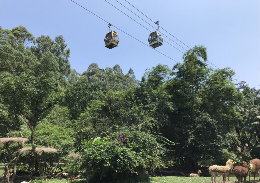 广州长隆野生动物世界之行,广州长隆野生动物世界游玩攻略图