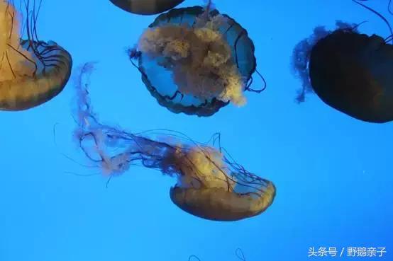 这个夏天去北京旅游好玩吗,夏天适合去的海底世界