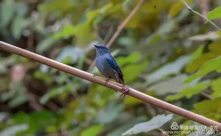 滇西拍鸟攻略,滇西观鸟的图片