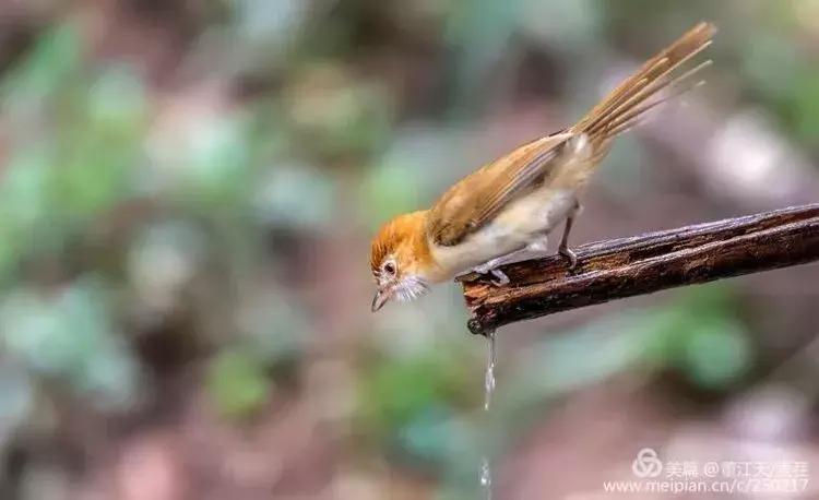 滇西拍鸟攻略,滇西观鸟的图片