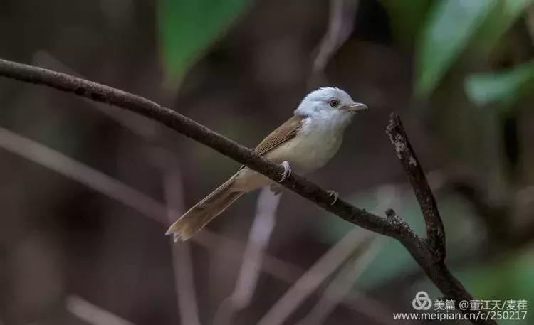 滇西拍鸟攻略,滇西观鸟的图片