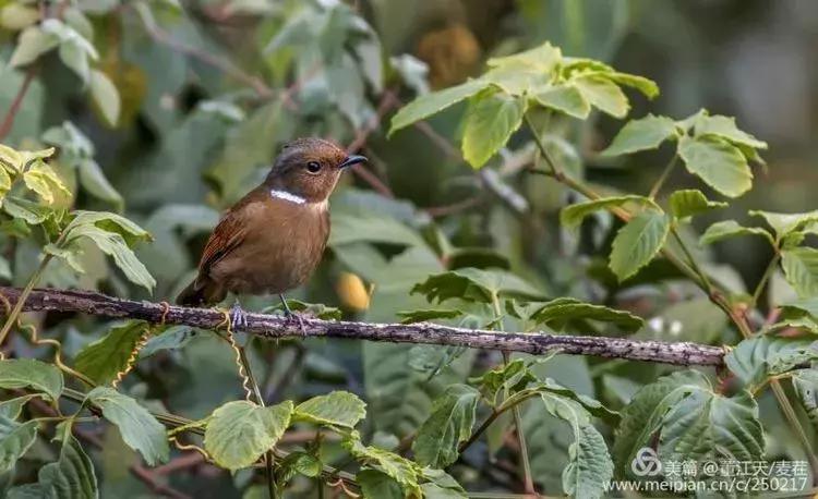 滇西拍鸟攻略,滇西观鸟的图片