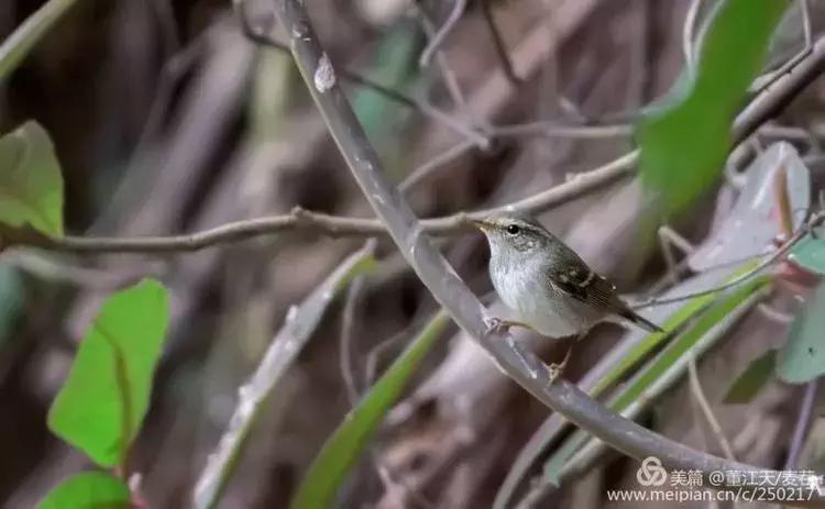 滇西拍鸟攻略,滇西观鸟的图片