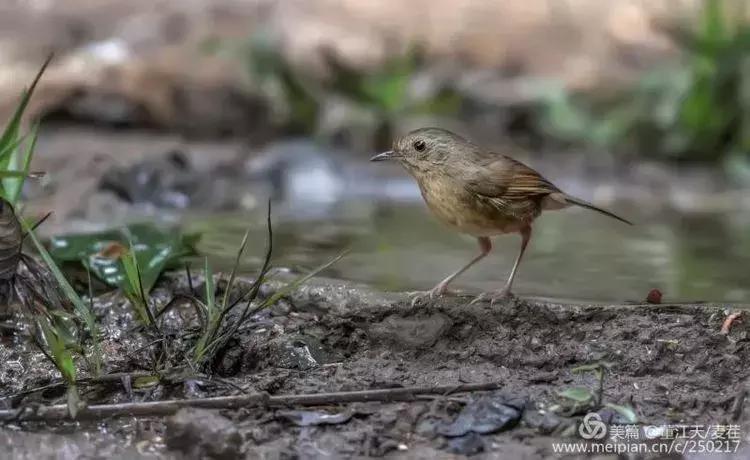滇西拍鸟攻略,滇西观鸟的图片