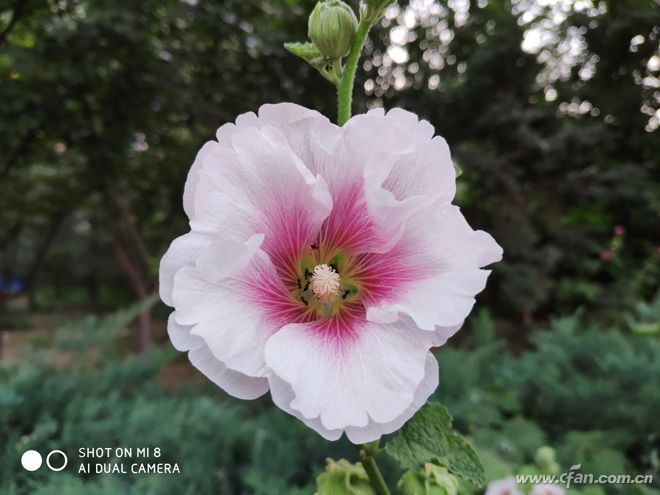 8000元的小米8骁龙845怎么样,小米8骁龙845哪块性价比最好