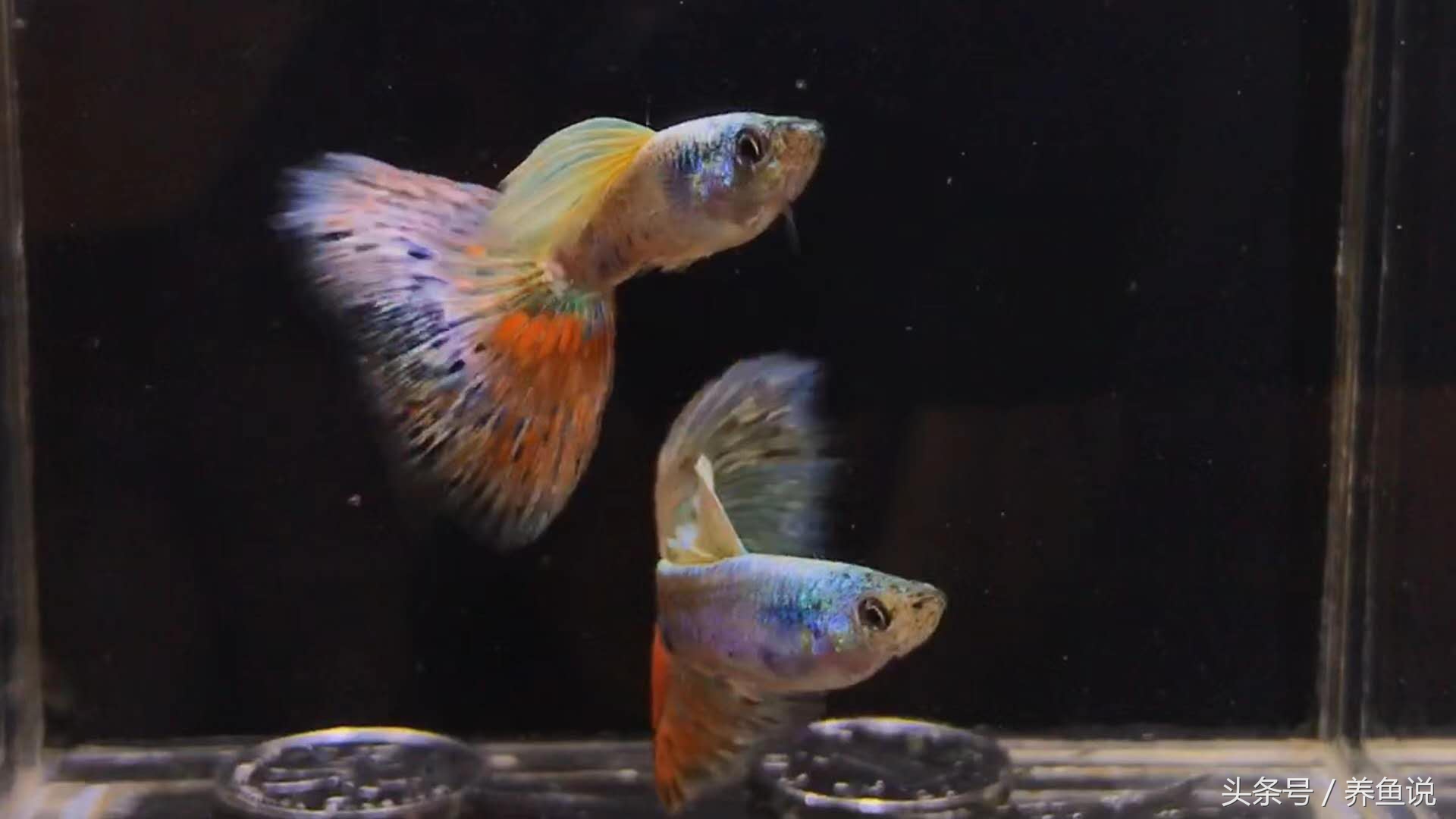 怎么养斗鱼孔雀鱼最好呢,孔雀鱼和斗鱼混养怎么养
