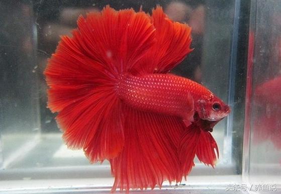 怎么养斗鱼孔雀鱼最好呢,孔雀鱼和斗鱼混养怎么养