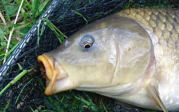 冬天钓鲤鱼十句口诀,五月钓鲤鱼口诀表