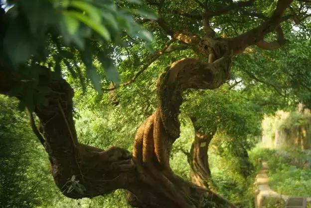 比乌镇安静的小镇,比乌镇安静好去处