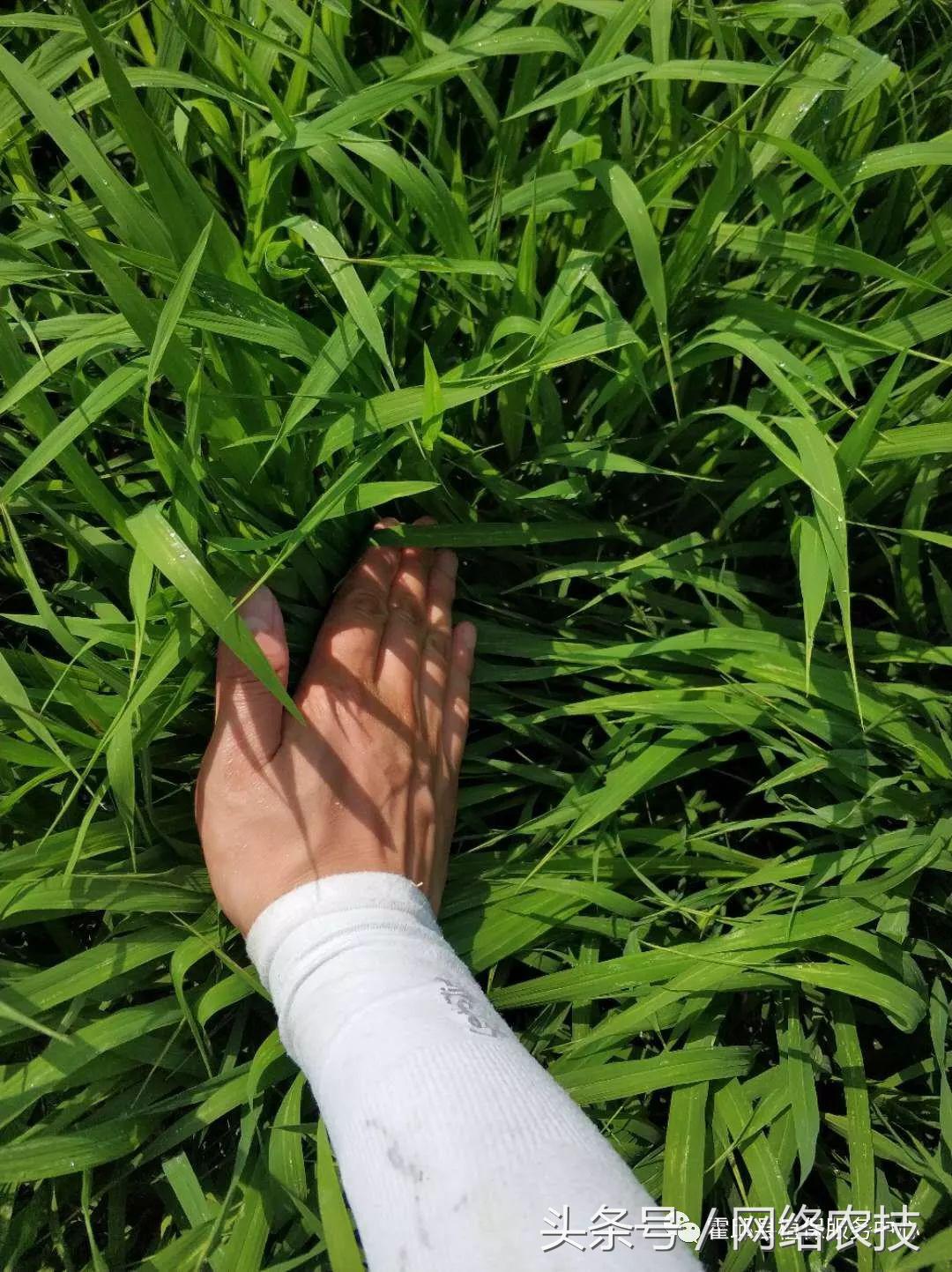 水稻叶梢发黄是不是病,水稻叶片发黄用什么药