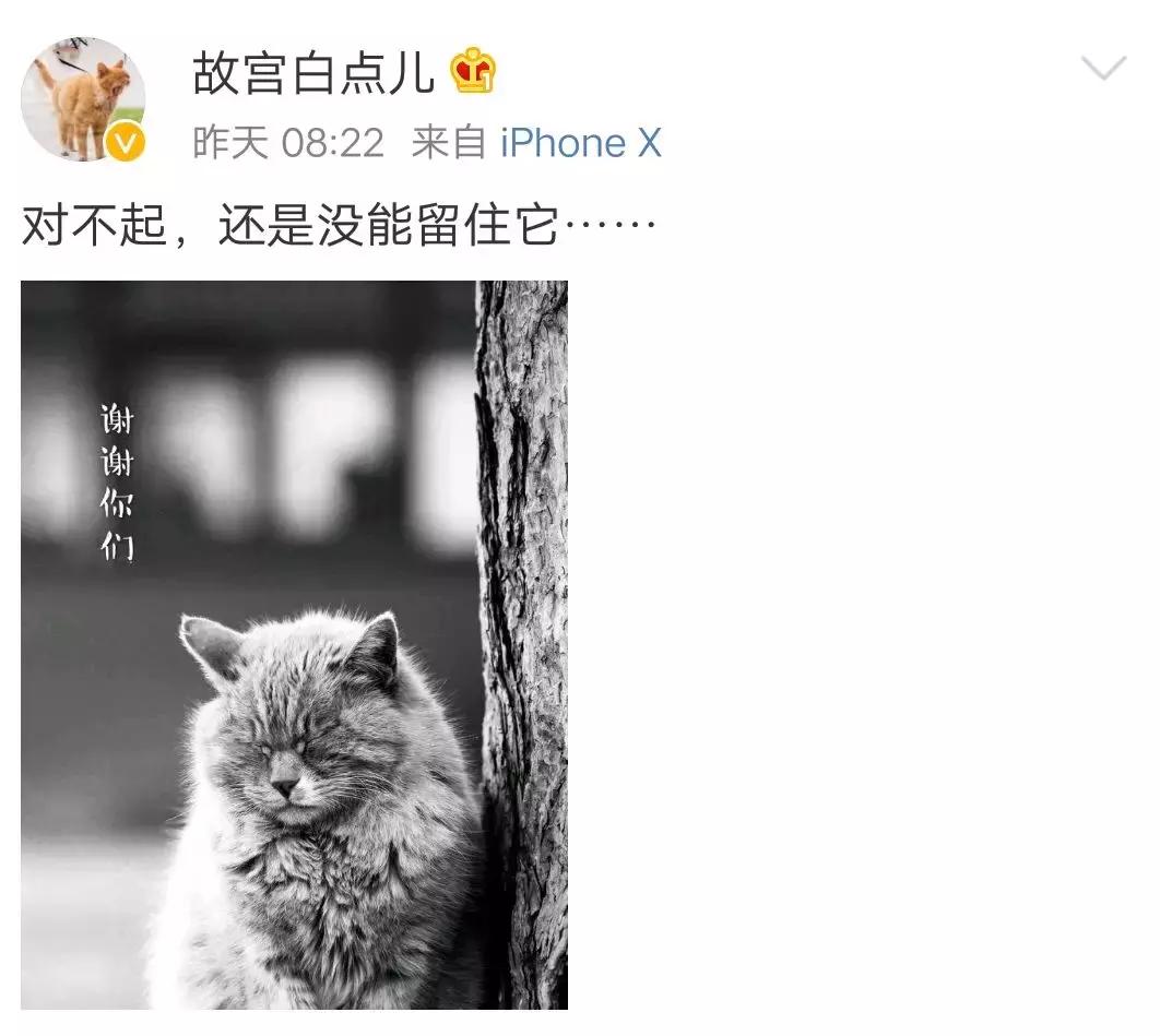 故宫的猫去世了吗,故宫的猫怎么去世的