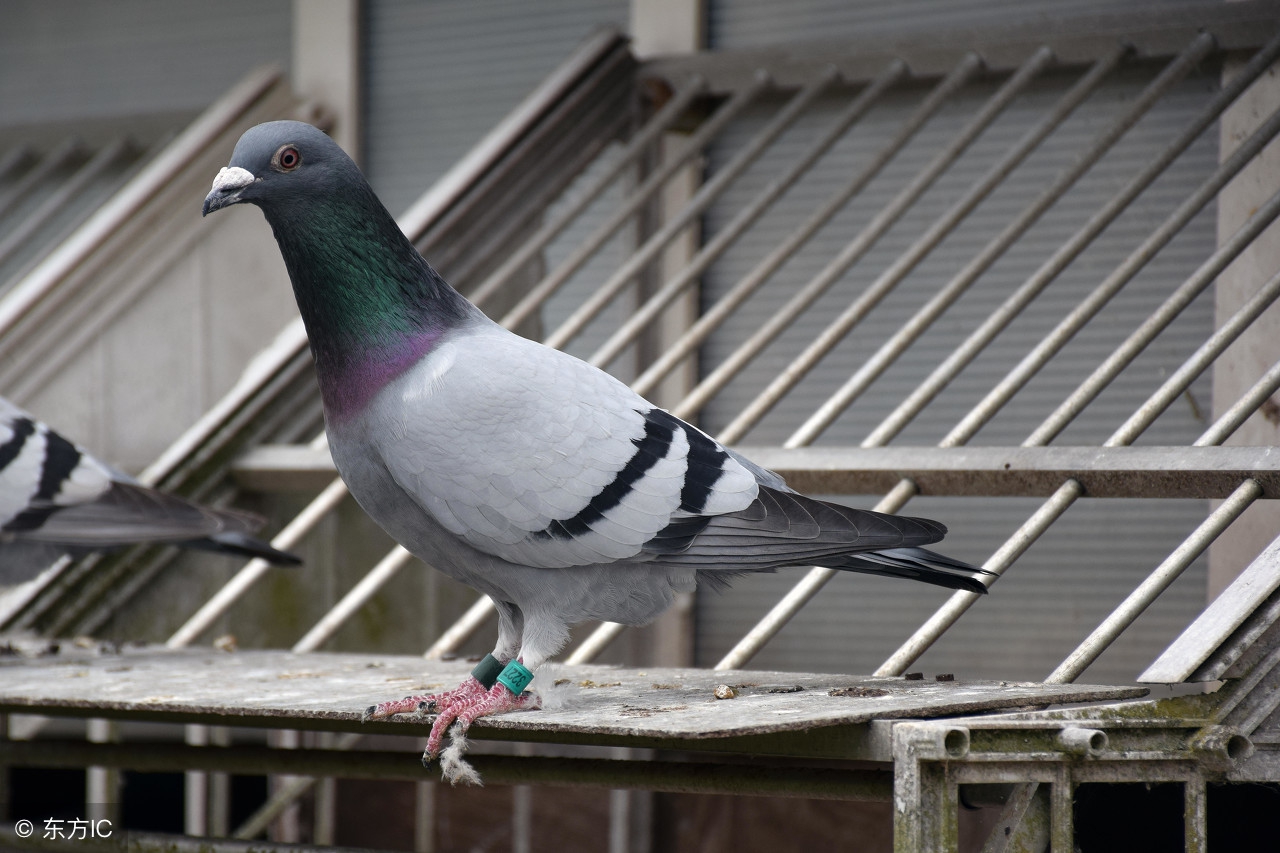 鸽子逃笼怎么办,防止鸽子落鸽的方法