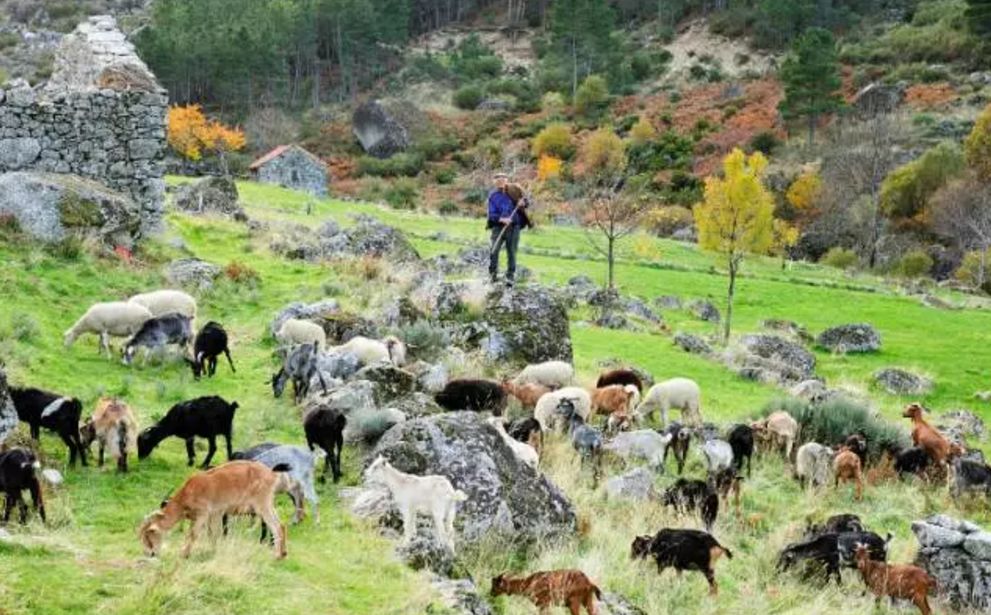 冰岛补水美白面膜,波兰面膜