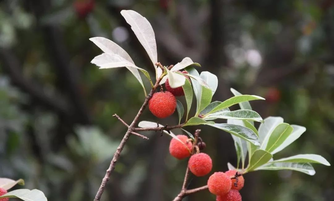古蔺最近有什么活动,古蔺这几天哪里有活动