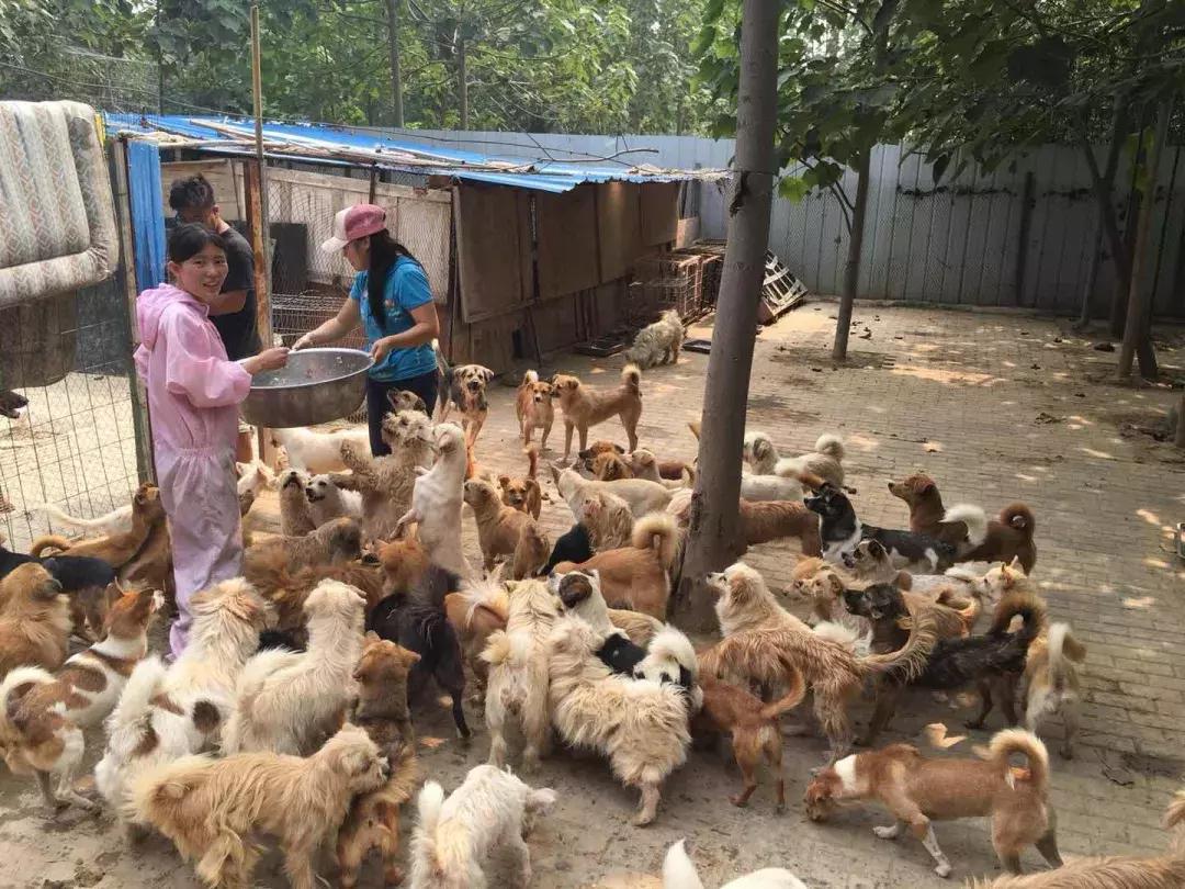 河南杀人抢婴儿事件,河南2001杀人抢婴案后续