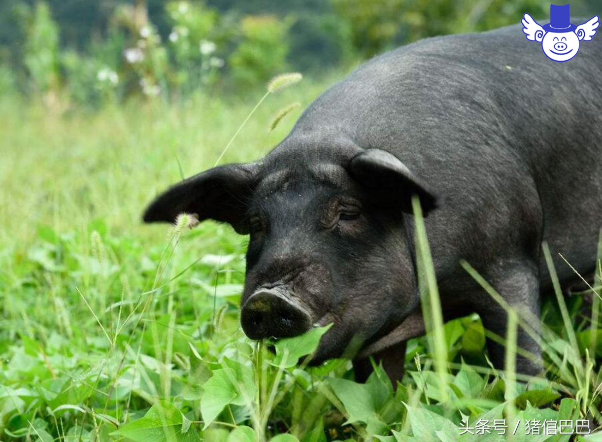 猪失水的危害有哪些,猪缺水5个小时有危害吗