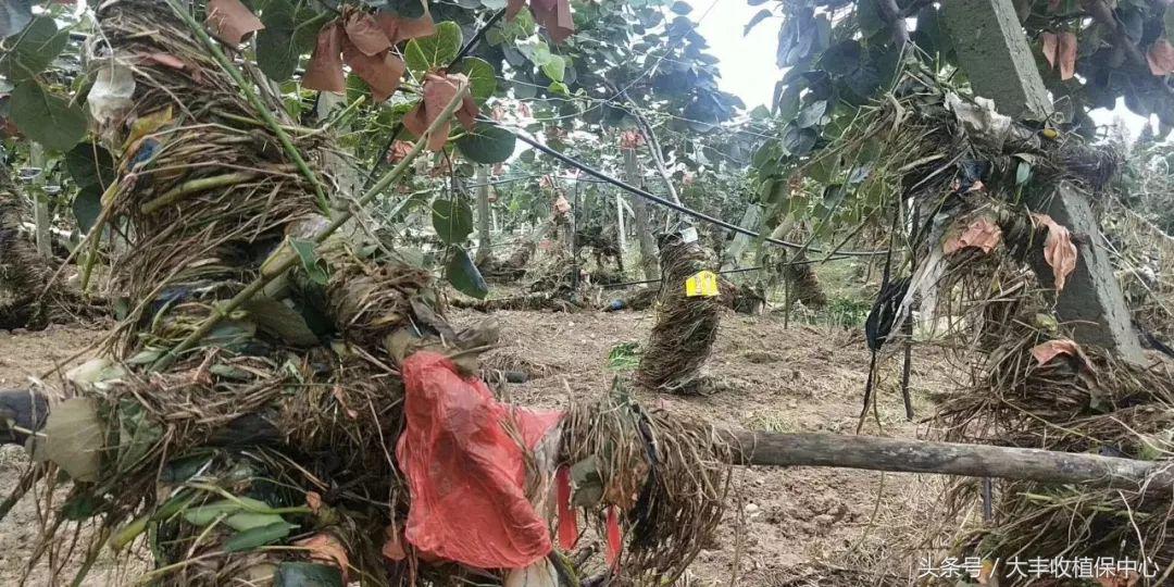 暴雨蒲江,成都蒲江县暴雨
